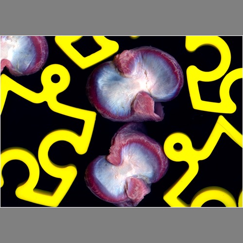 Loading Image