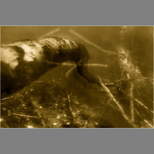 Loading Image