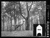 „Kontakty. W drodze” - wystawa fotografii w galerii BWA w Jeleniej Górze  