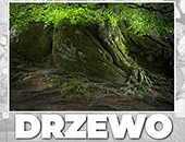 Zbiorowa wystawa fotografii „Drzewo” w Galerii Nierzeczywistej