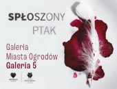 Interdyscyplinarna wystawa zbiorowa „Spłoszony ptak” w katowickiej galerii