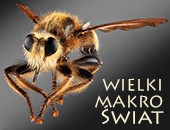 Wystawa fotografii „Wielki Makro Świat” Jadwigi i Marka Czarneckich w Toruniu